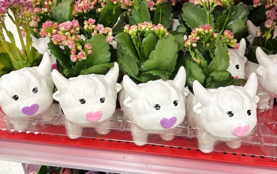 target cow kolanches