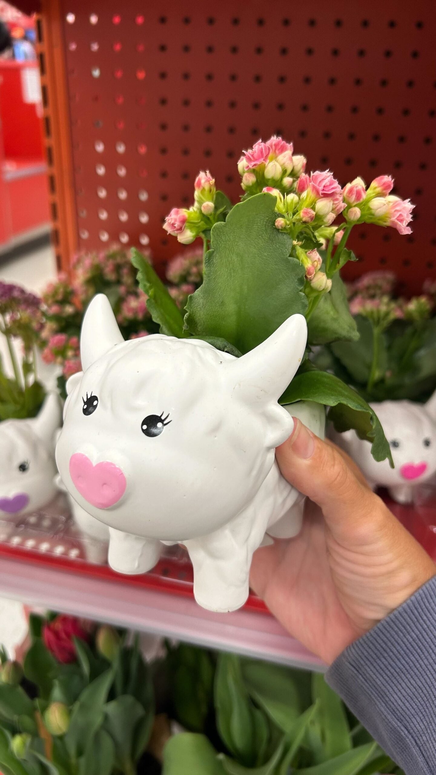 target mothers day plant