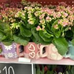 target mug plant