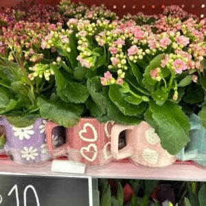 target mug plant