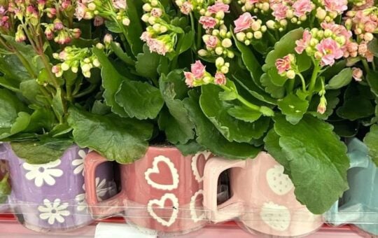 target mug plant