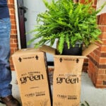 walmart fern (1)