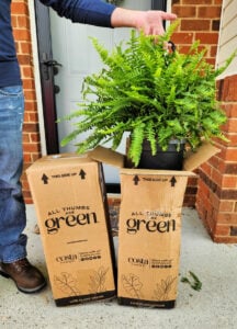 walmart fern (1)