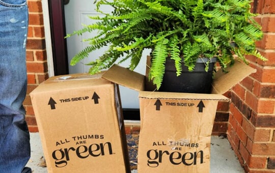walmart fern (1)