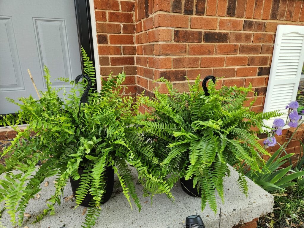 walmart ferns porch