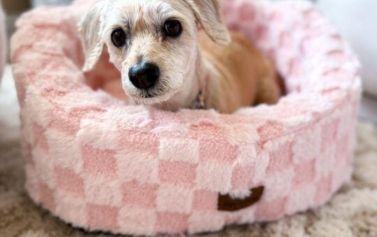 washable dog bed