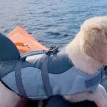 Dog Life Jacket Shark
