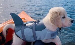 Dog Life Jacket Shark