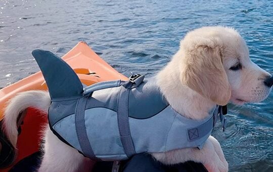 Dog Life Jacket Shark