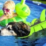 Dogcheer Dog Shark Life Jacket