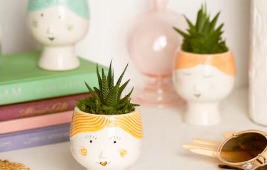 LiveTrends House Plants