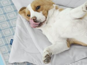 dog cooling blanket bedsure