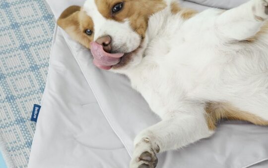 dog cooling blanket bedsure