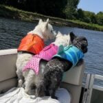 dog life jackets