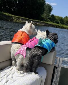 dog life jackets