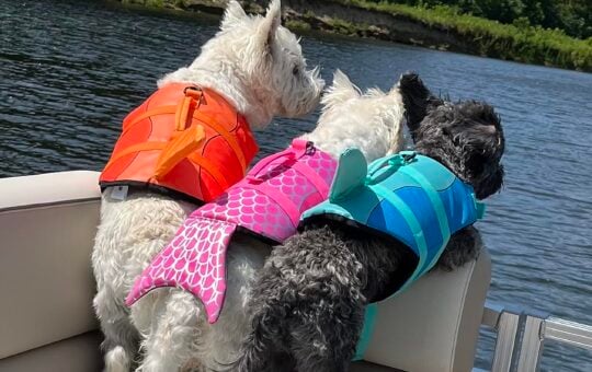 dog life jackets
