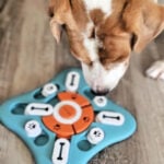 dog toy puzzle