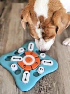 dog toy puzzle