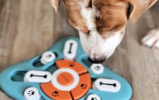 dog toy puzzle