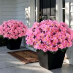 flower bundles