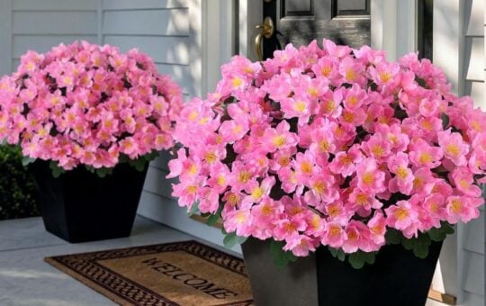 flower bundles