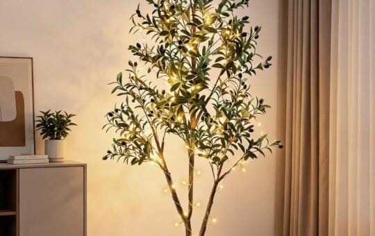 lighted olive tree