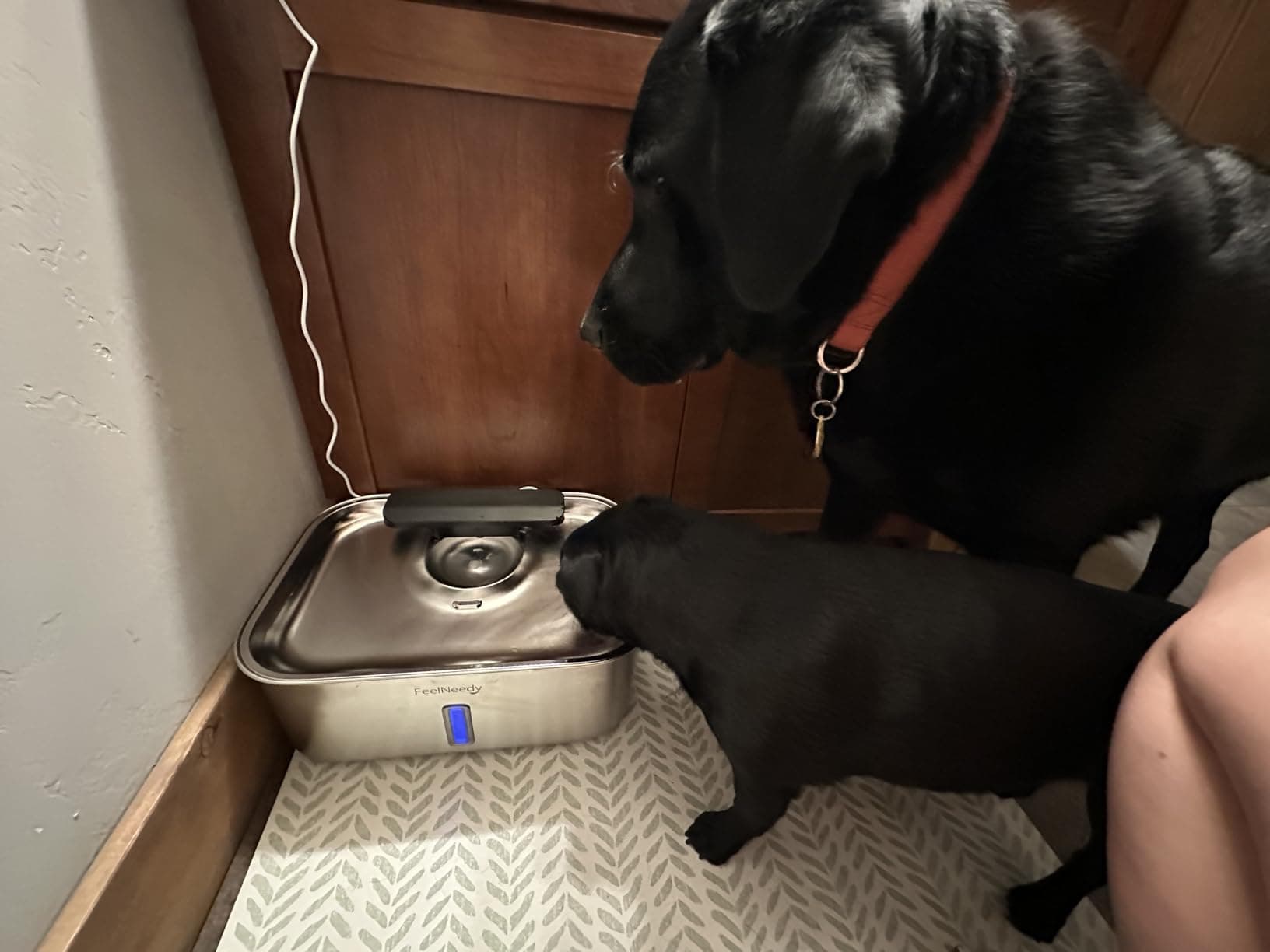 pet fountain