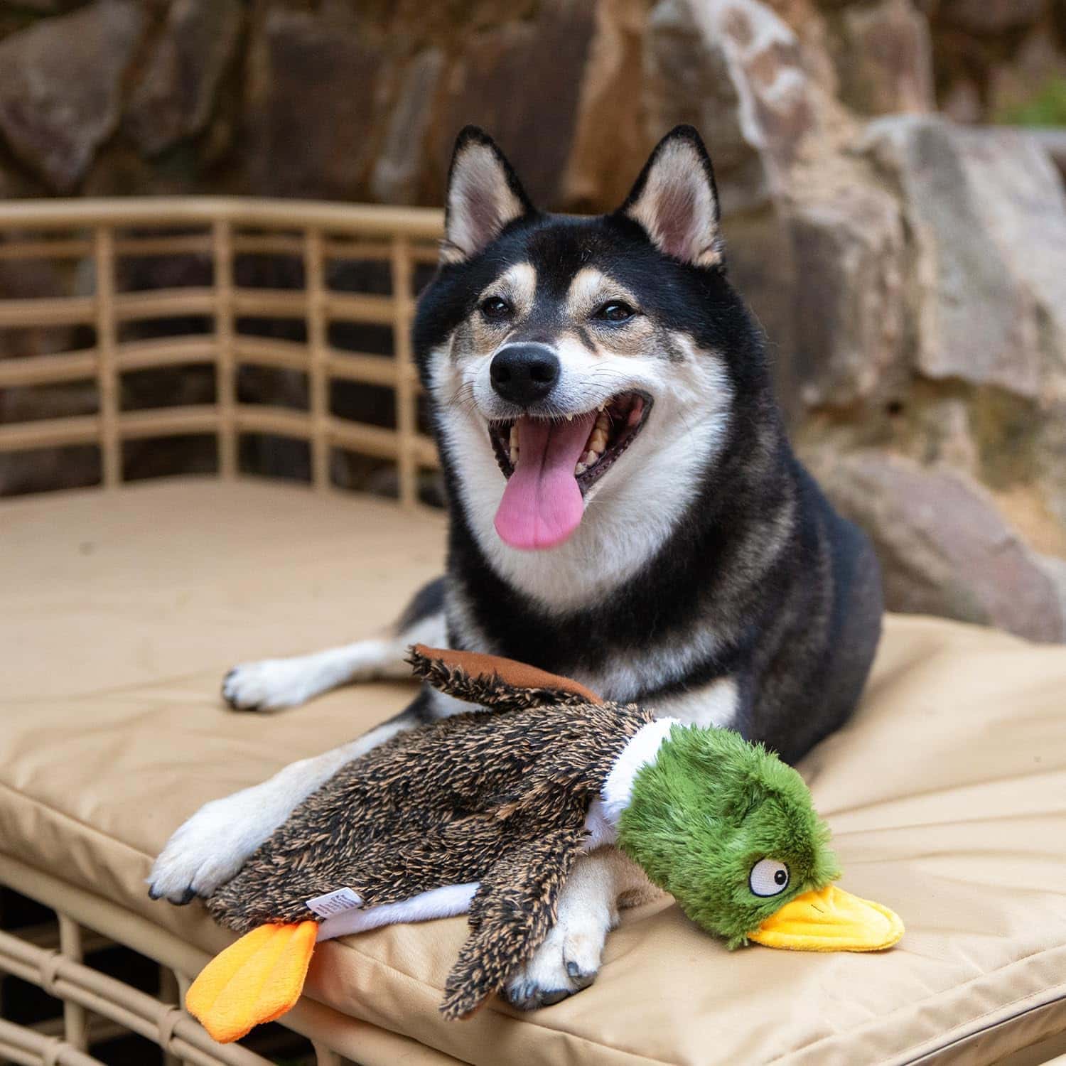 wild duck dog toy