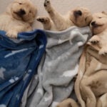 Bedsure Dog Blanket for Small Dogs Puppy, Flannel Fleece, 3 Pack 23x16