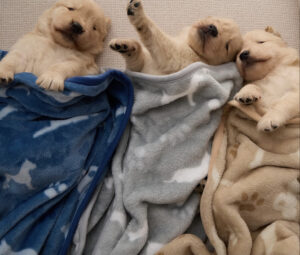Bedsure Dog Blanket for Small Dogs Puppy, Flannel Fleece, 3 Pack 23x16