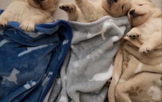 Bedsure Dog Blanket for Small Dogs Puppy, Flannel Fleece, 3 Pack 23x16