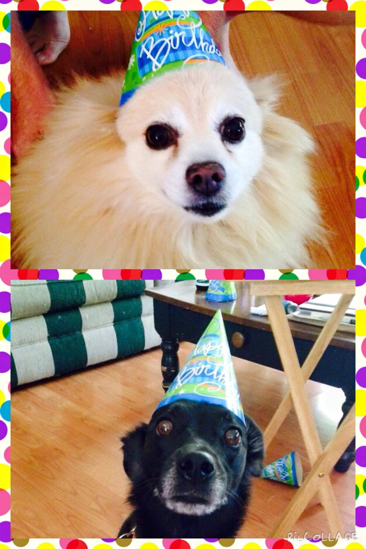 Dog Birthday Dog Birthday