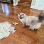 cat grooming brush