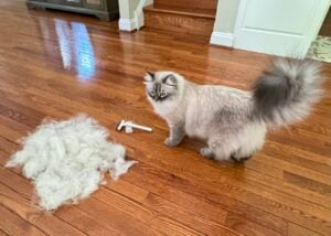 cat grooming brush