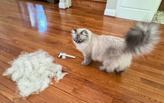 cat grooming brush