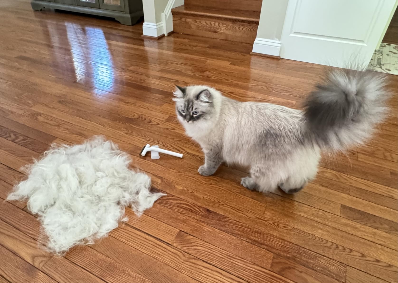 cat grooming brush cat grooming brush