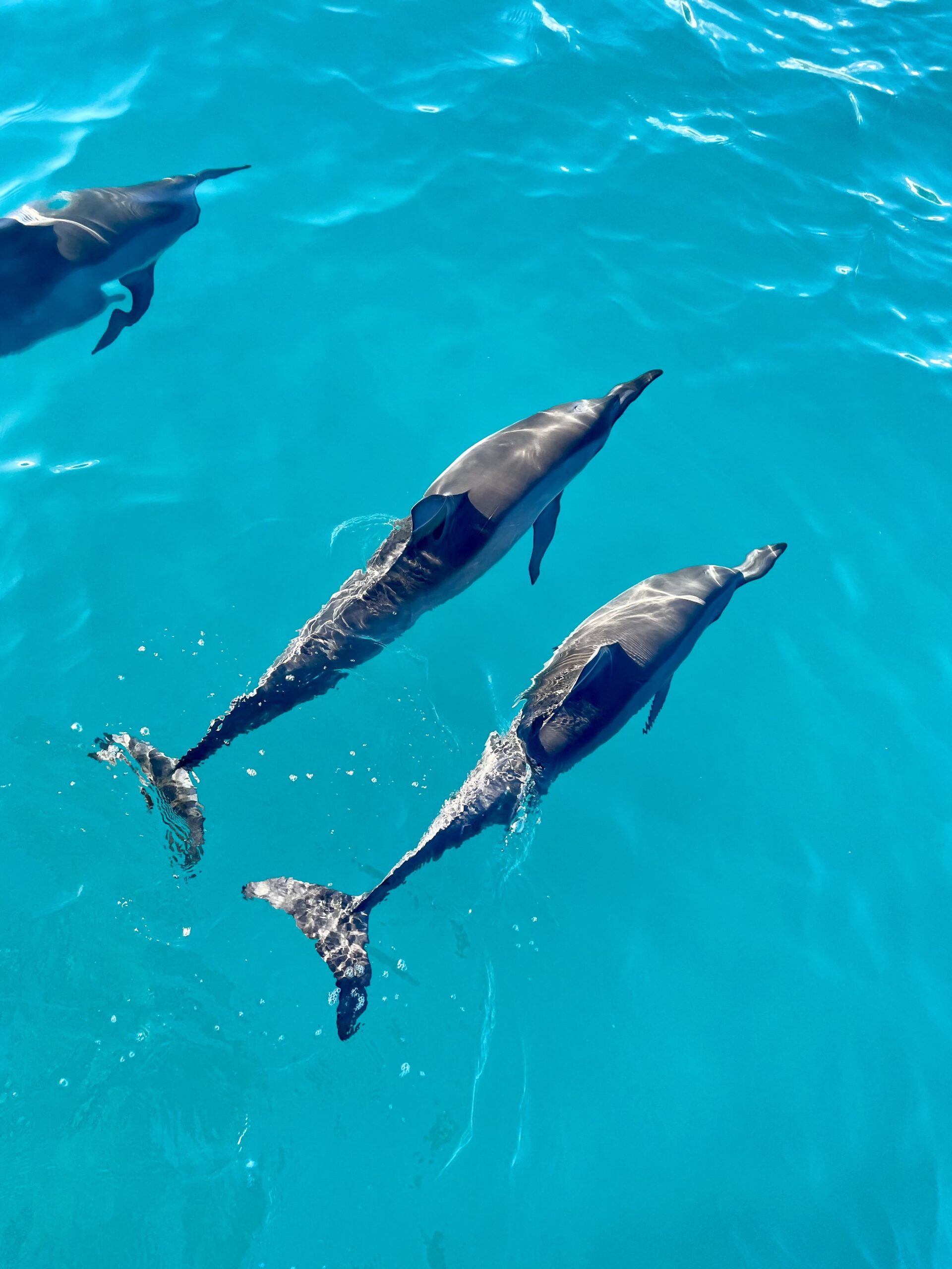 hawaii dolphins