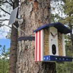 solar bird camera