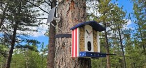 solar bird camera