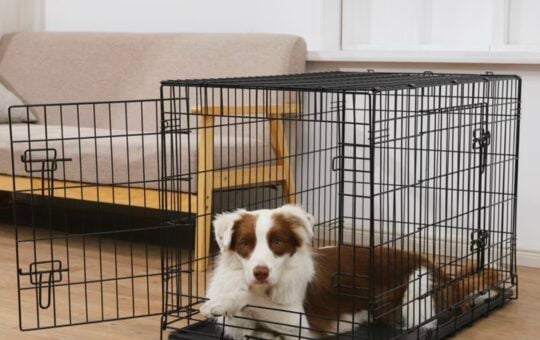 metal dog crate