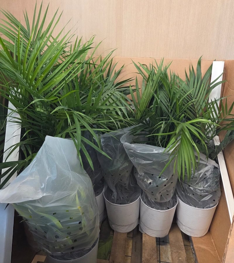 Mixed Foliage 2