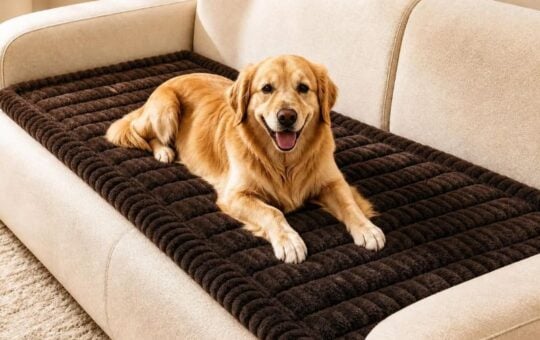 couch cover for dogs (2)