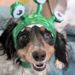 Alyse Dog Monster Costume