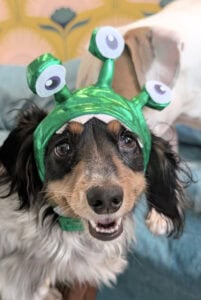 Alyse Dog Monster Costume