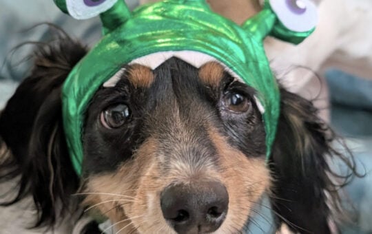 Alyse Dog Monster Costume
