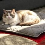 Mora Pets Self Heating Pet Bed