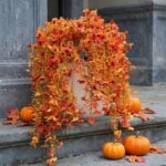 fall flowers