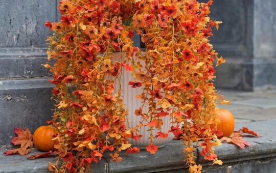 fall flowers