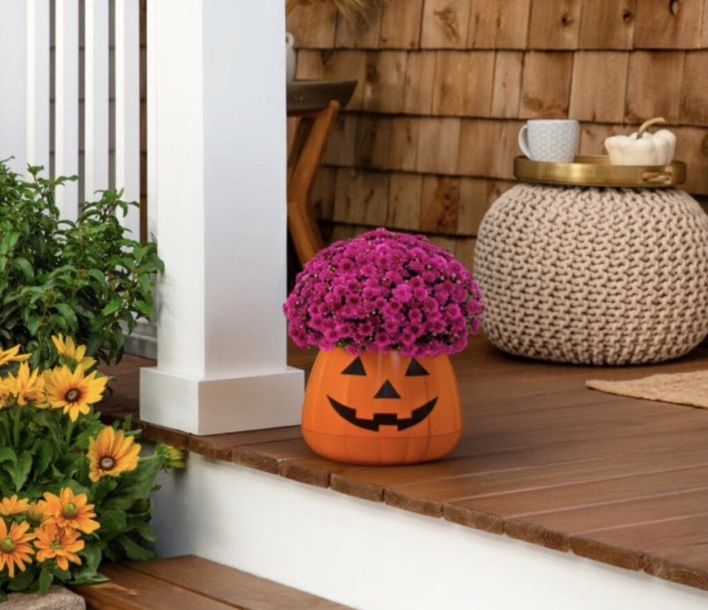 jack o lantern mum planter