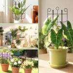 plant trellis